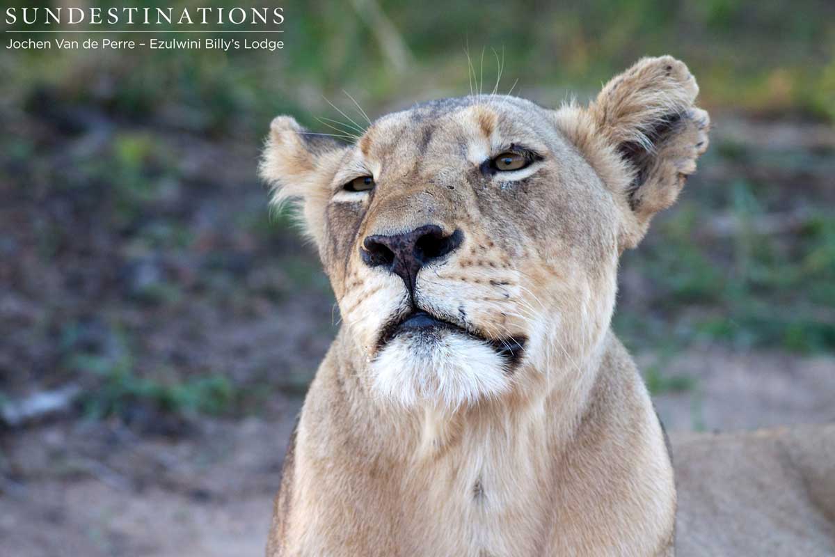Olifants West Lionesses Olifants West Lionesses