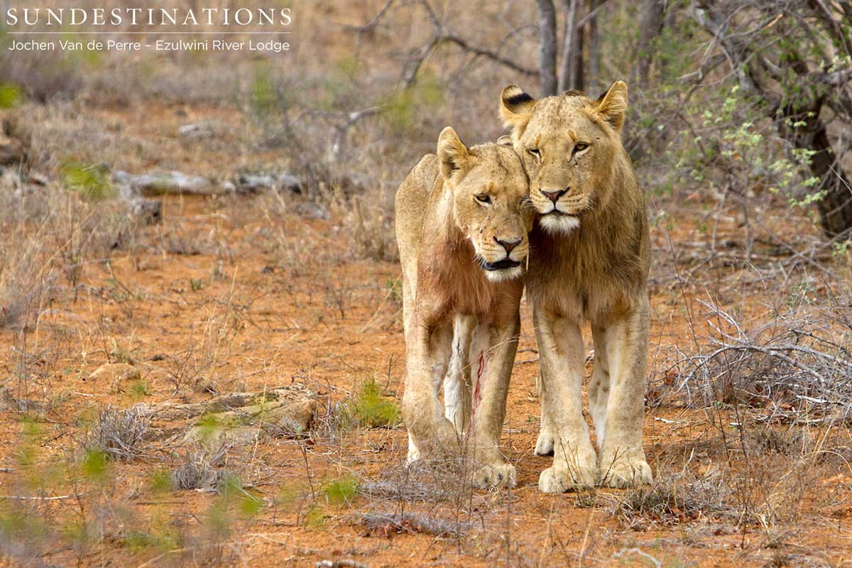 River Pride River Pride