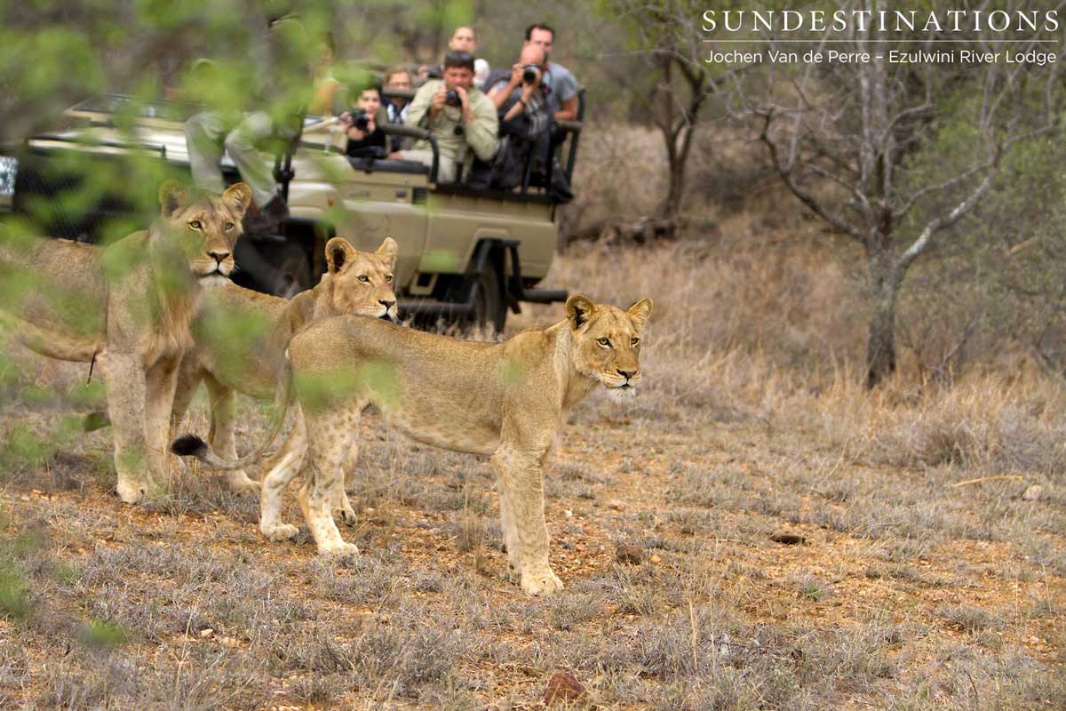 River Pride Balule River Pride Balule