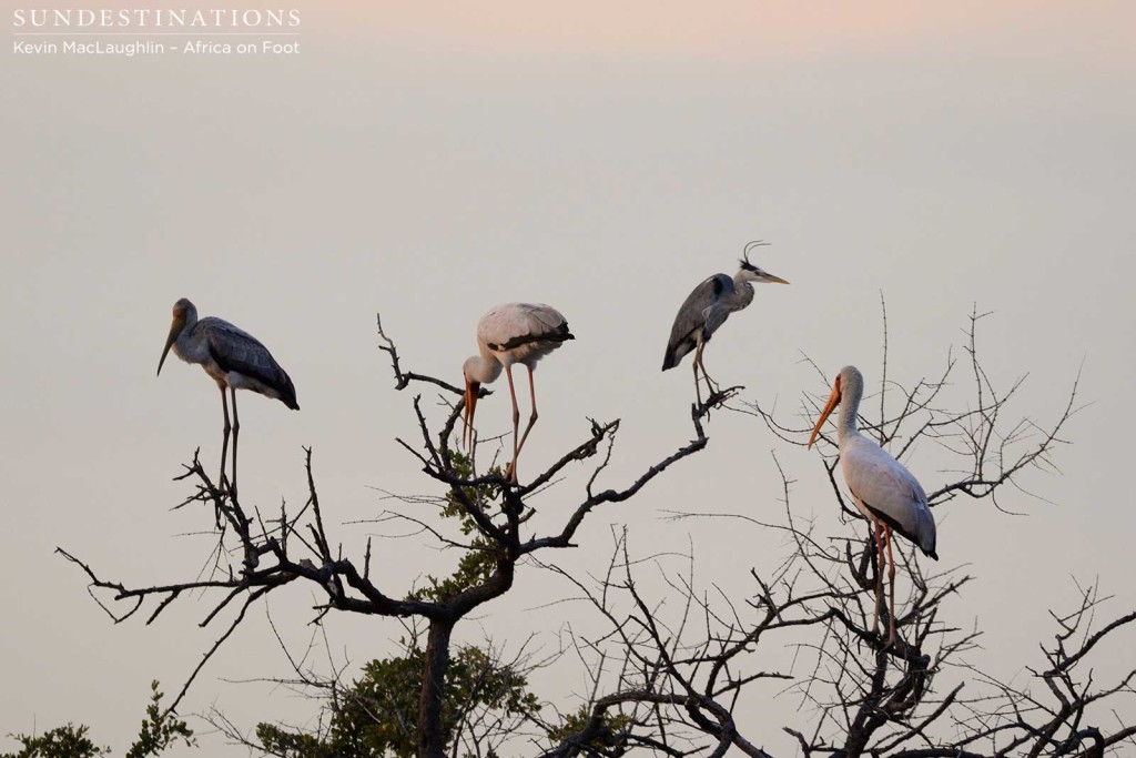 Yellow-billed storks and a grey heron Yellow-billed storks and a grey heron