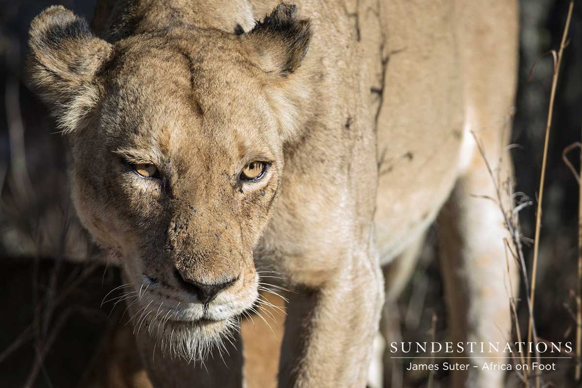 Ross Pride Lionesses Ross Pride Lionesses