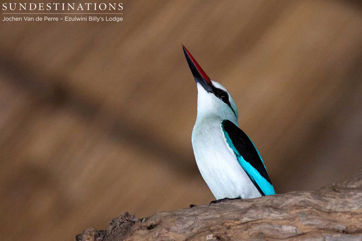 Woodland Kingfisher A beautiful woodland kingfisher in the Balule.