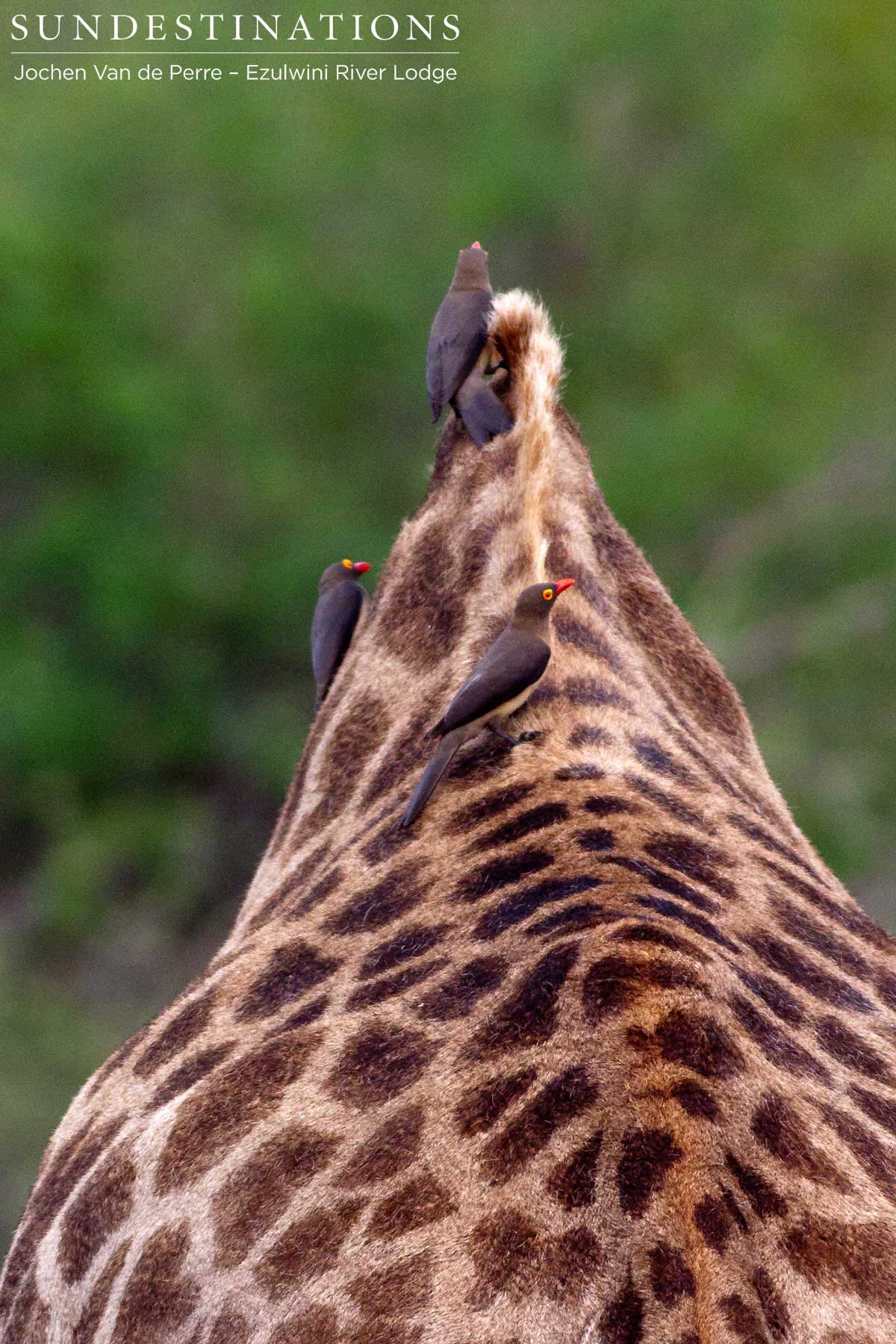 Oxpecker on Giraffe Oxpecker on Giraffe