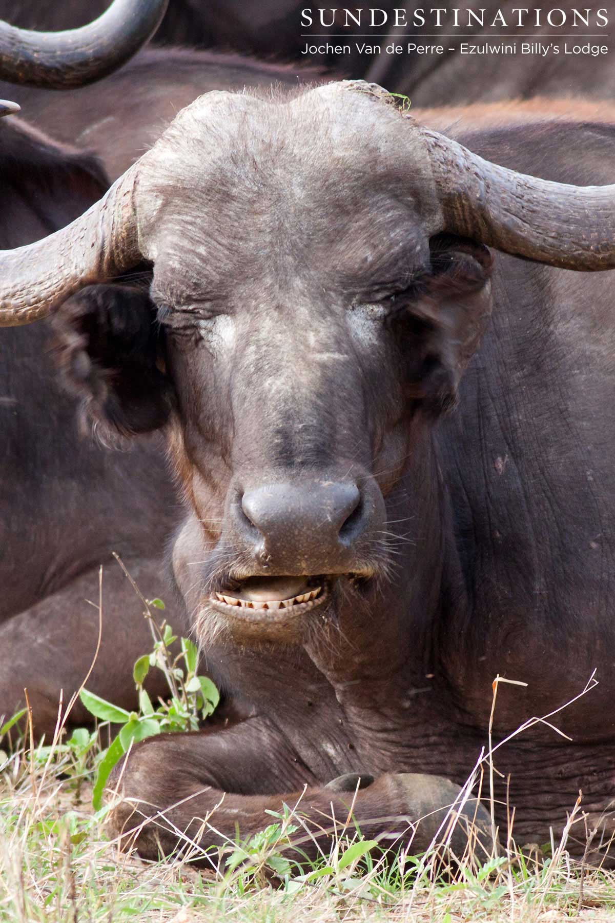 Buffalo Eating A buffalo relaxing with its herd