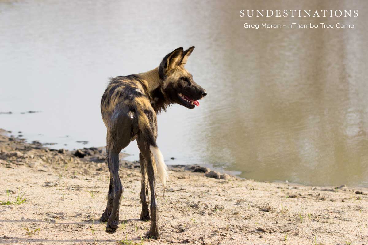 Wild Dog nThambo Wild Dog nThambo