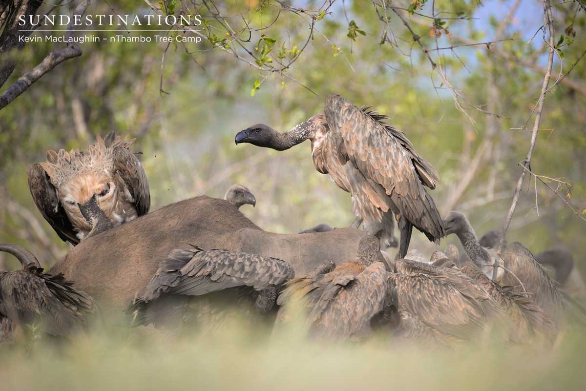 Vultures on Carcass Vultures on Carcass
