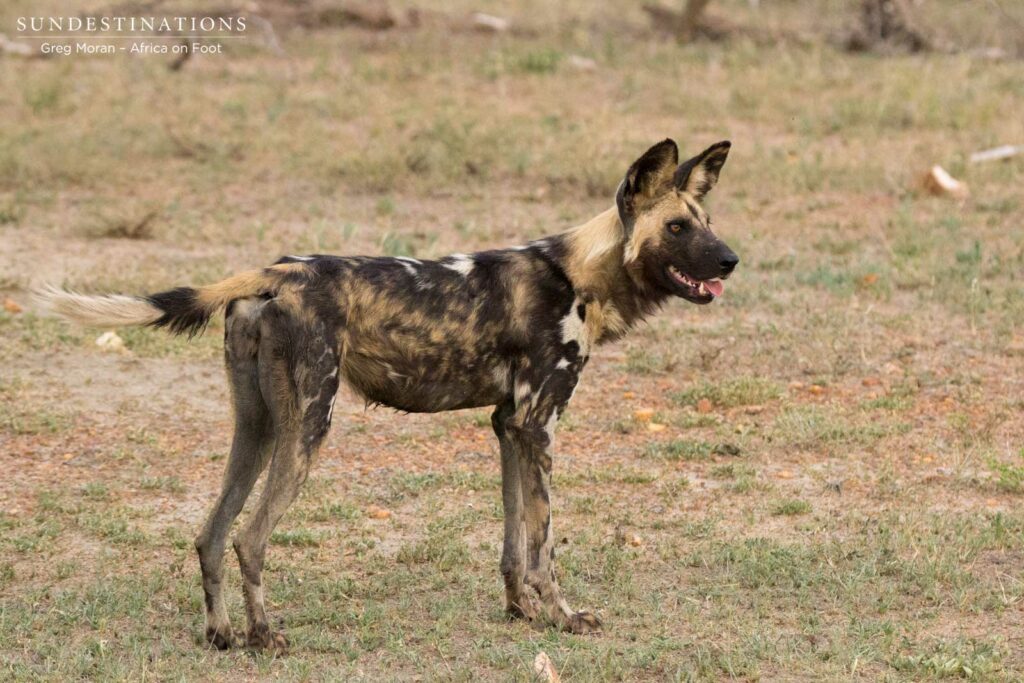 Wild dogs back at Africa on Foot Wild dogs back at Africa on Foot