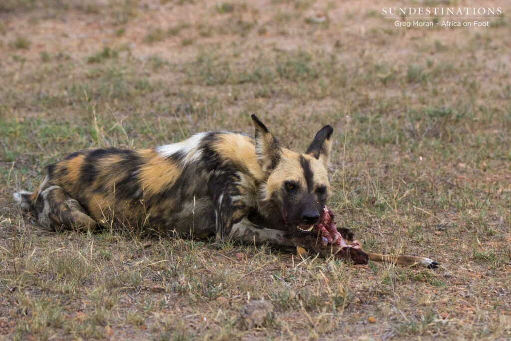 The lion's share of a baby impala kill The lion's share of a baby impala kill