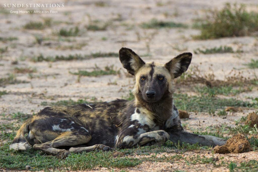 Wild dogs relaxing Wild dogs relaxing