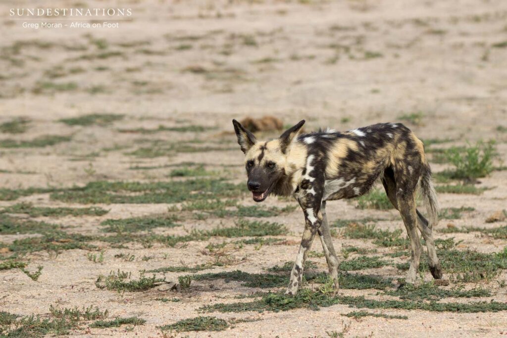Panting after chasing an impala Panting after chasing an impala