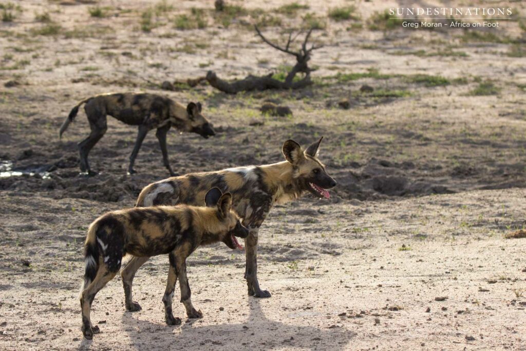 Three of the 7 wild dogs in the pack Three of the 7 wild dogs in the pack