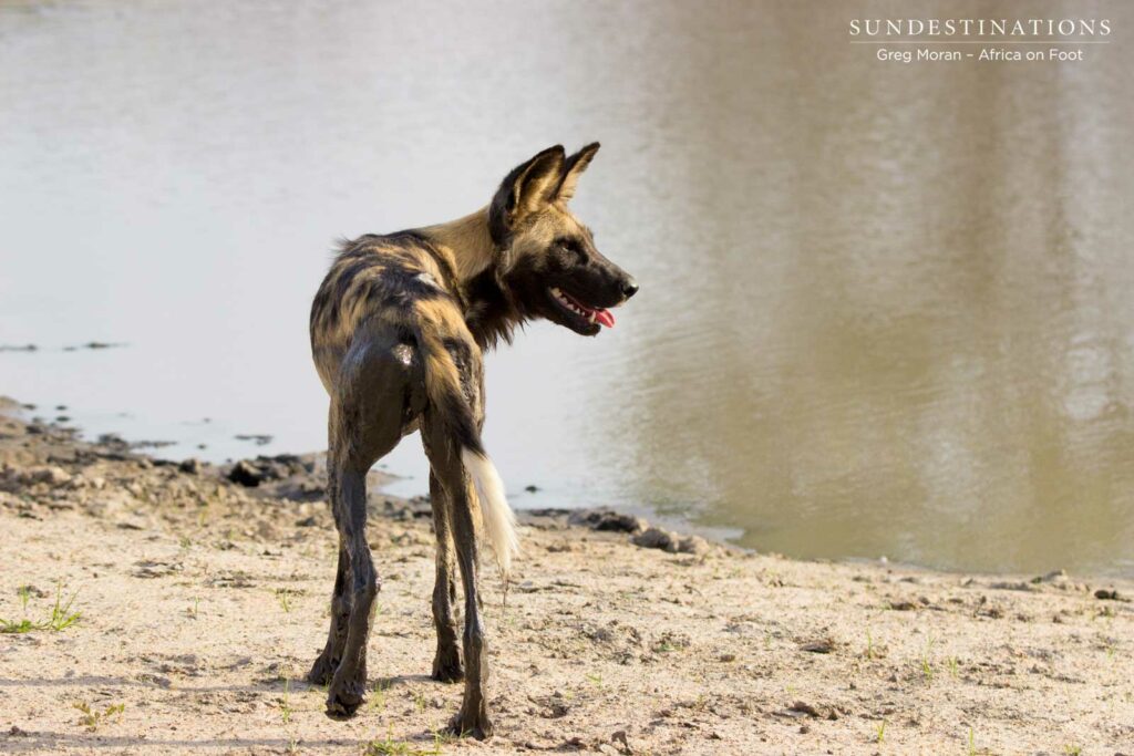 Wild dogs drinking at Nyala Dam Wild dogs drinking at Nyala Dam