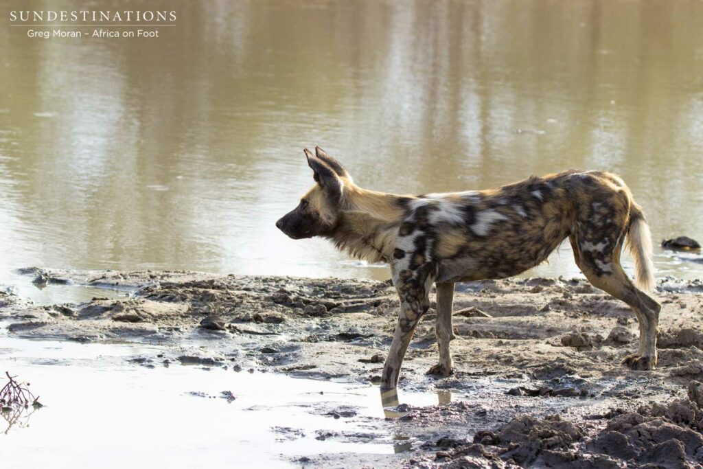 Taking a drink after failing to hunt an impala Taking a drink after failing to hunt an impala