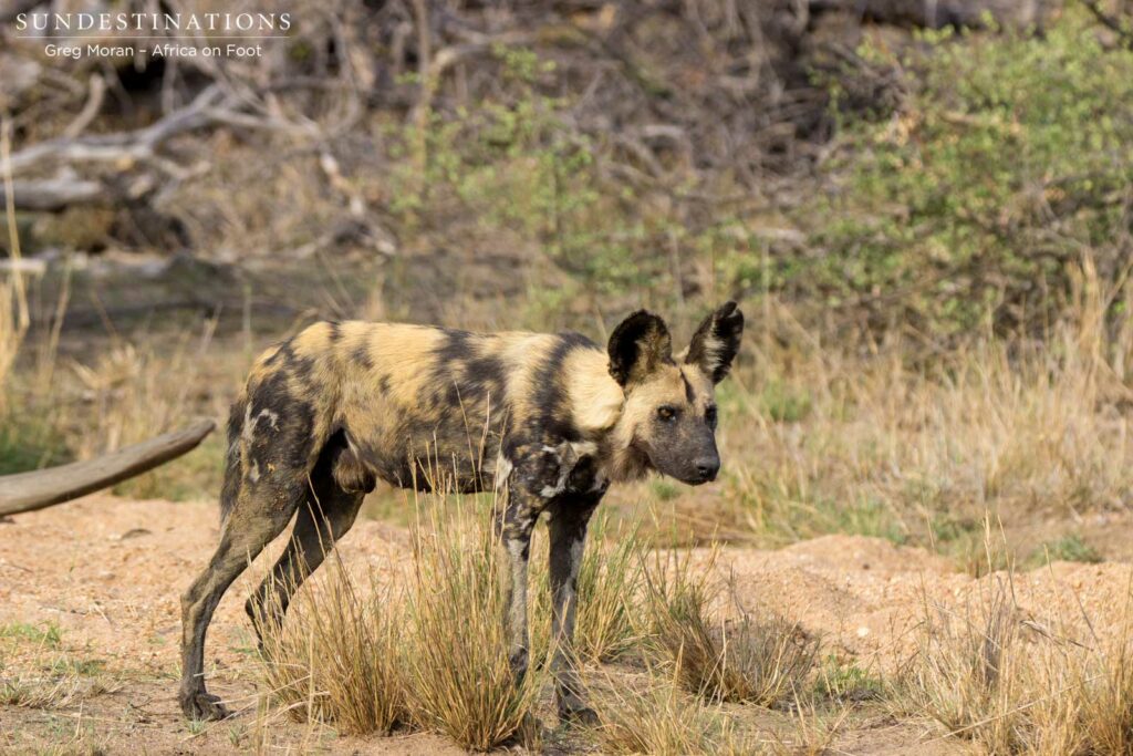 Stalking impala Stalking impala