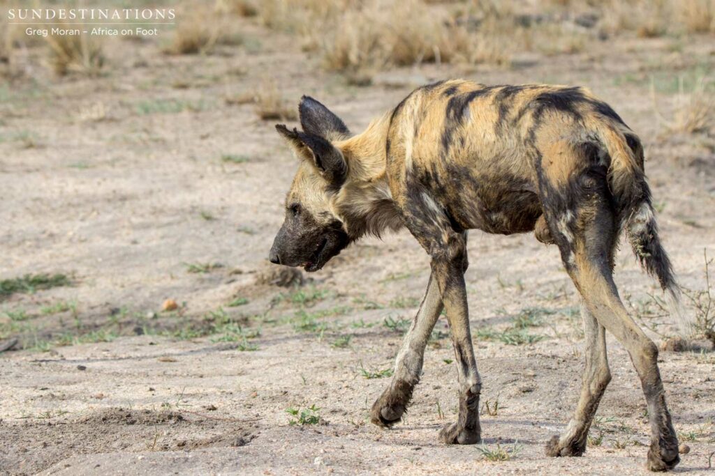 Wild dogs relaxing at Nyala Dam Wild dogs relaxing at Nyala Dam
