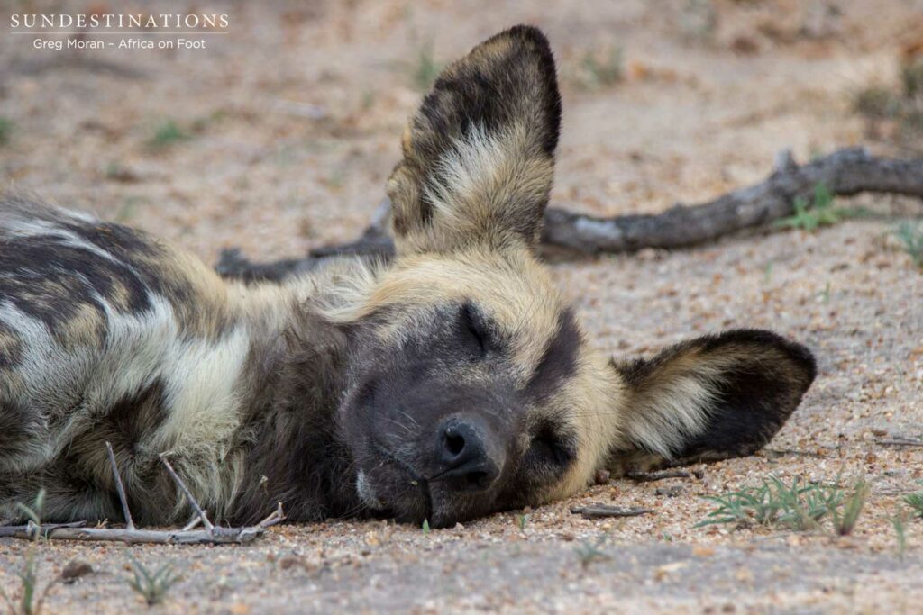 Time for a snooze Time for a snooze