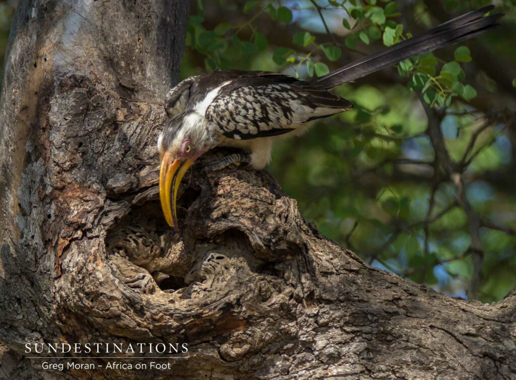 Parents checking on the chick in the nest Parents checking on the chick in the nest