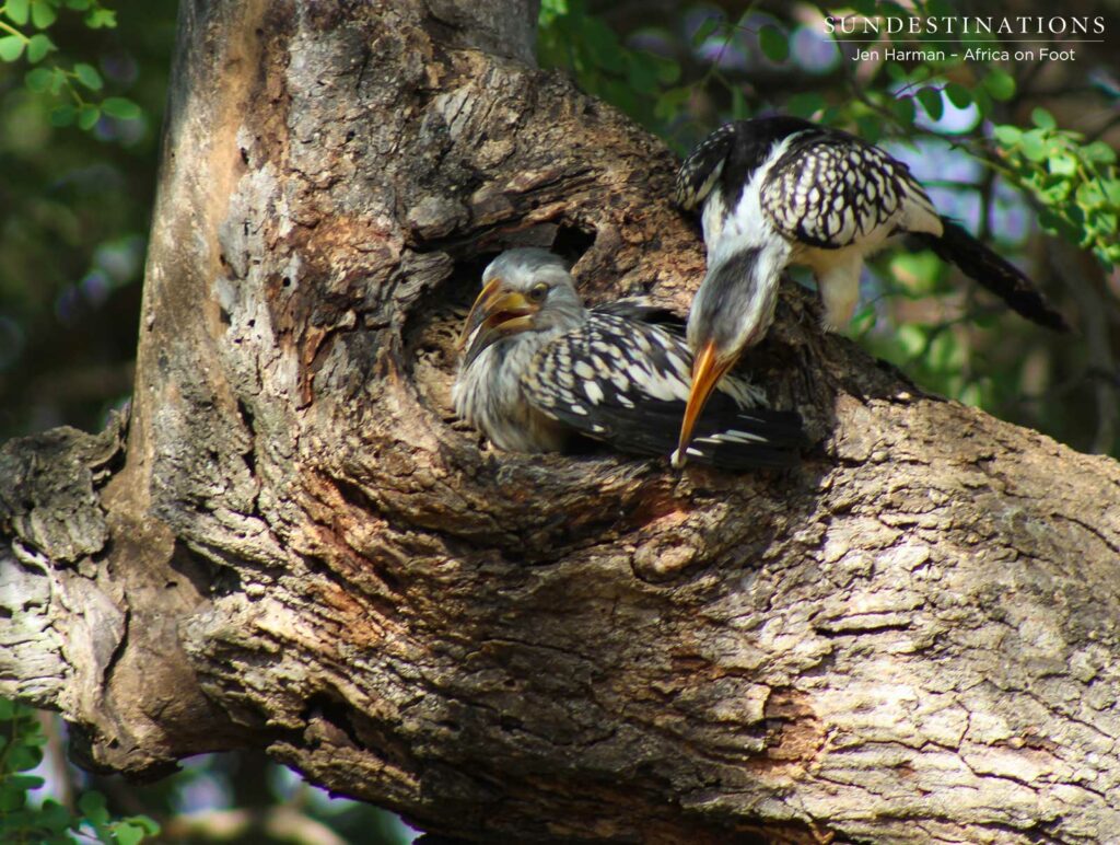 Hornbill chick almost ready to fly for the first time Hornbill chick almost ready to fly for the first time