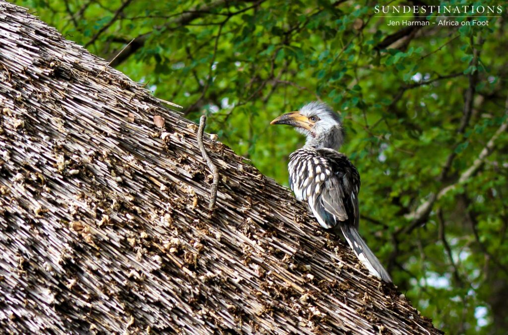 First flight to the thatched roof of Hardekool guest chalet First flight to the thatched roof of Hardekool guest chalet