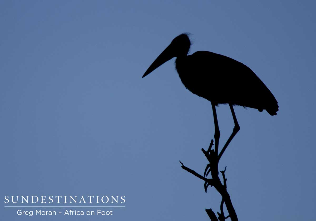 Stork Silhouette Stork Silhouette