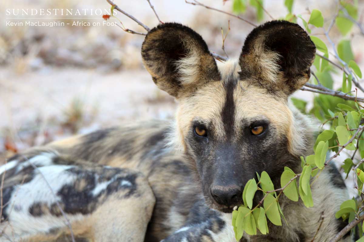 Wild Dog - Africa on Foot Wild Dog - Africa on Foot