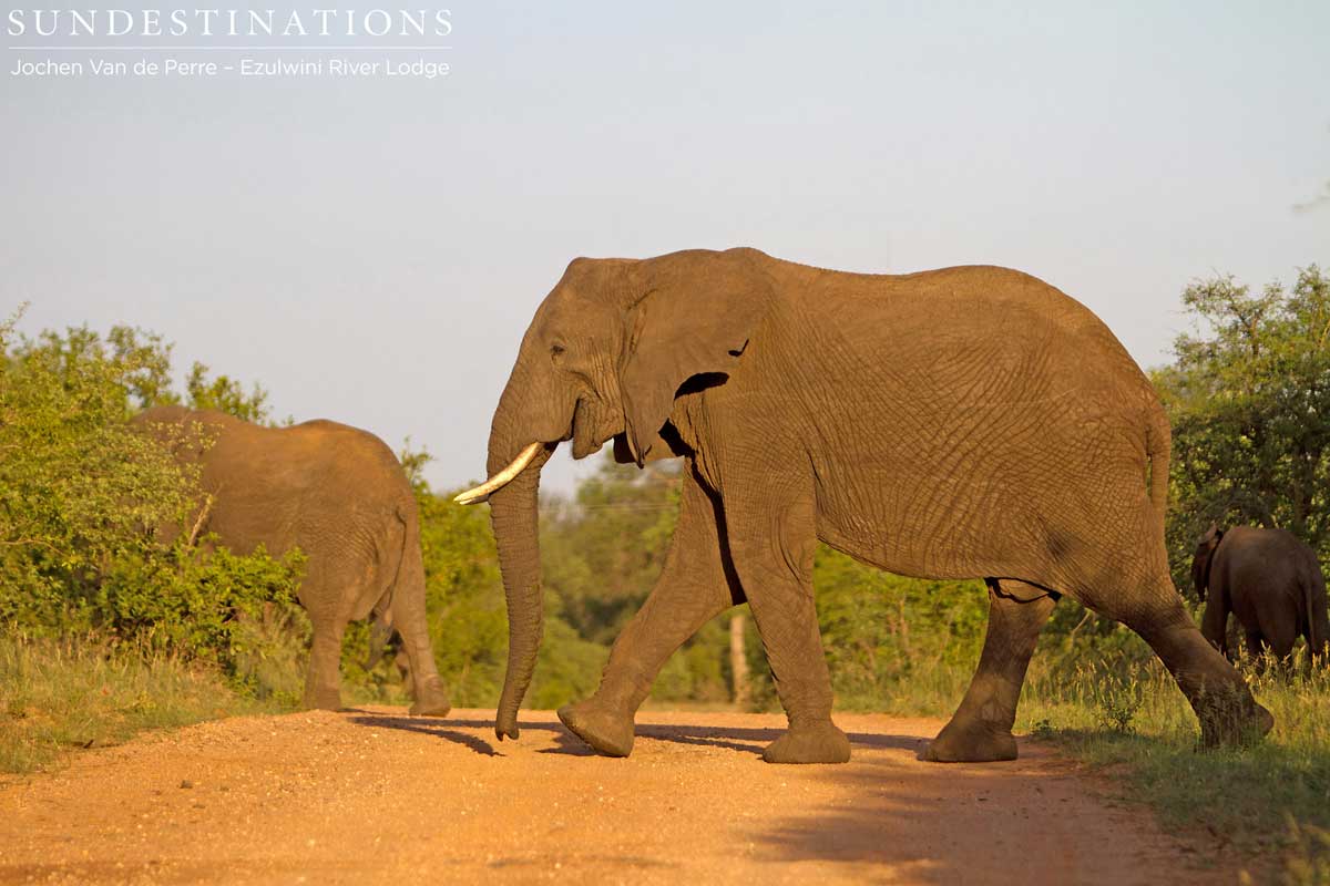 Elephants Balule Elephants Balule