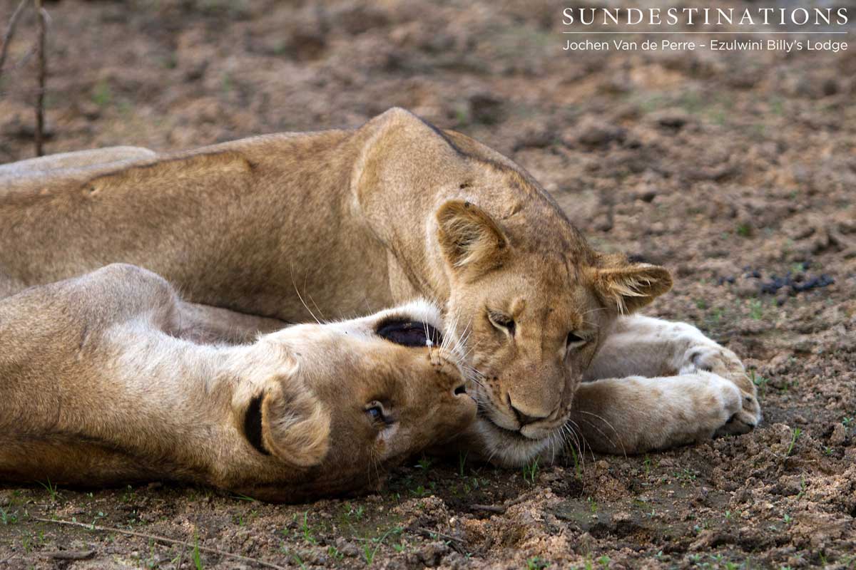 Olifanst West Lions Olifanst West Lions