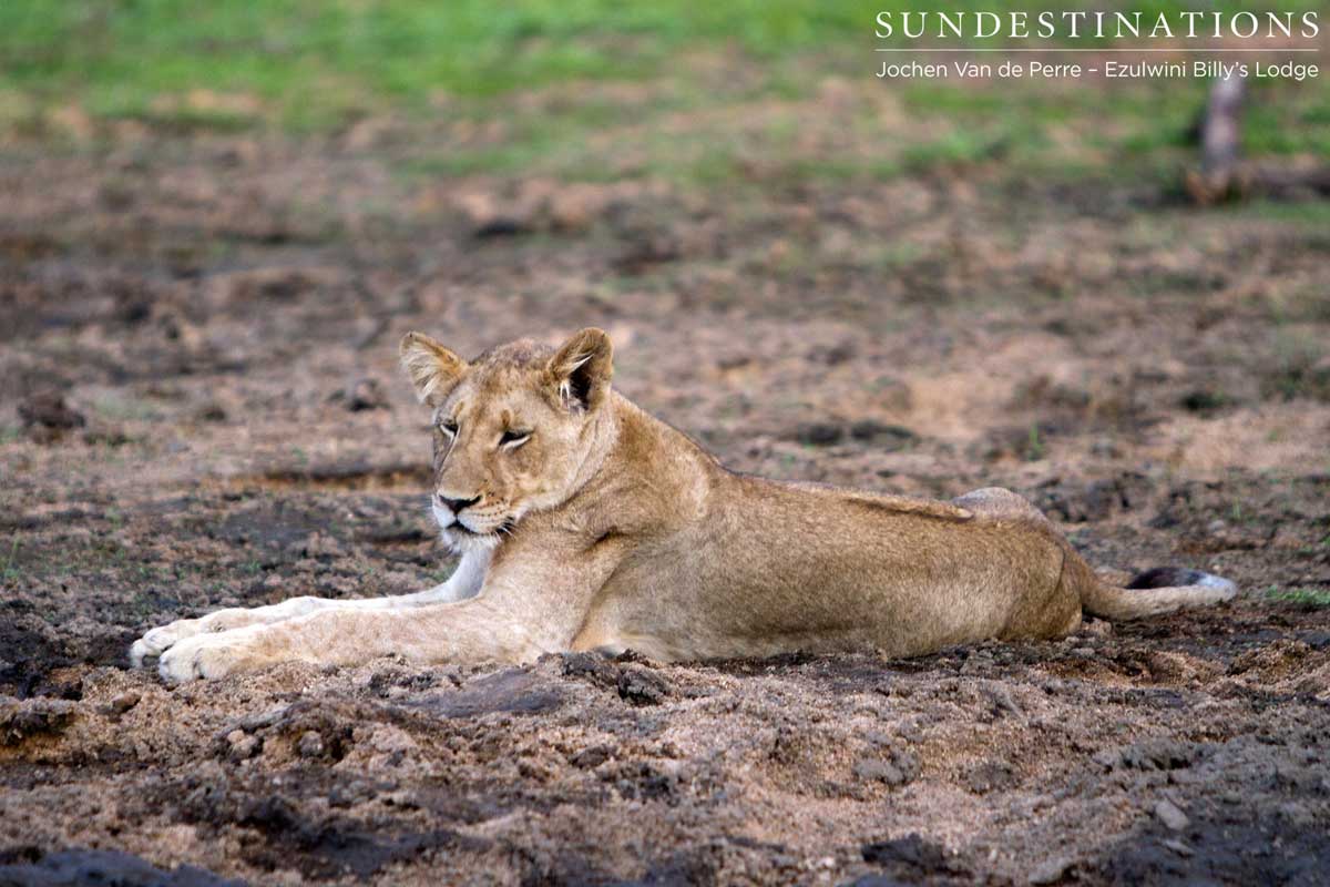 Olifants West Pride Olifants West Pride