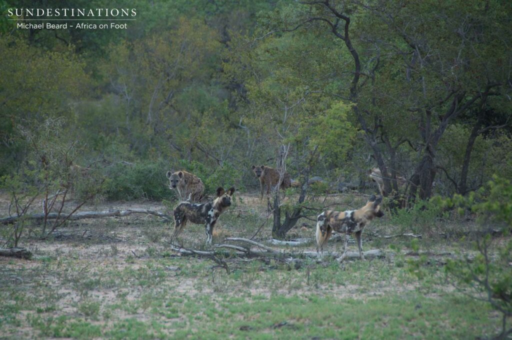 Wild dogs and hyenas approaching lion kill Wild dogs and hyenas approaching lion kill