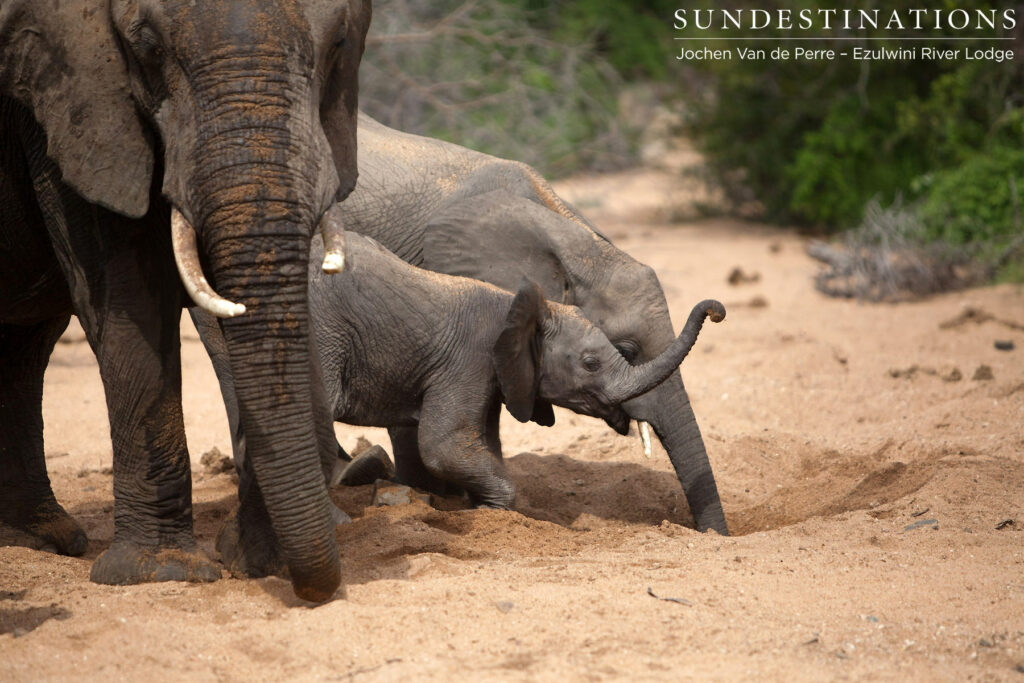 Digging deep for water in the riverbed Digging deep for water in the riverbed
