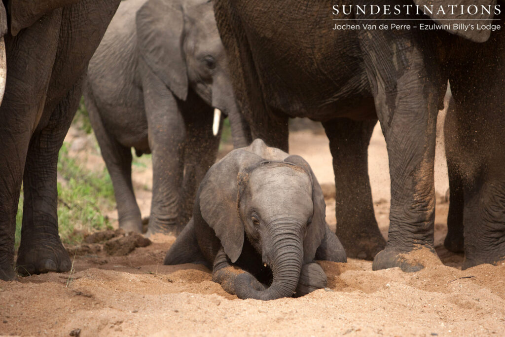 Baby elephant burying his trunk in the sand Baby elephant burying his trunk in the sand