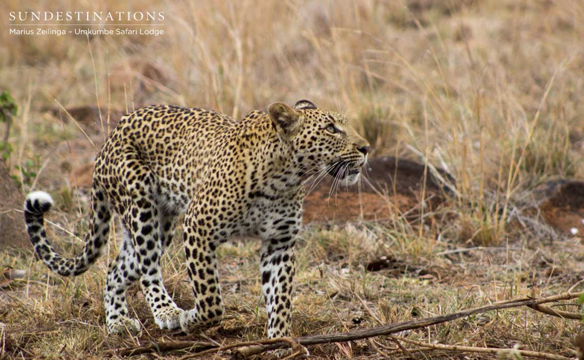 Kigelia - Little Bush Cub Kigelia - Little Bush Cub