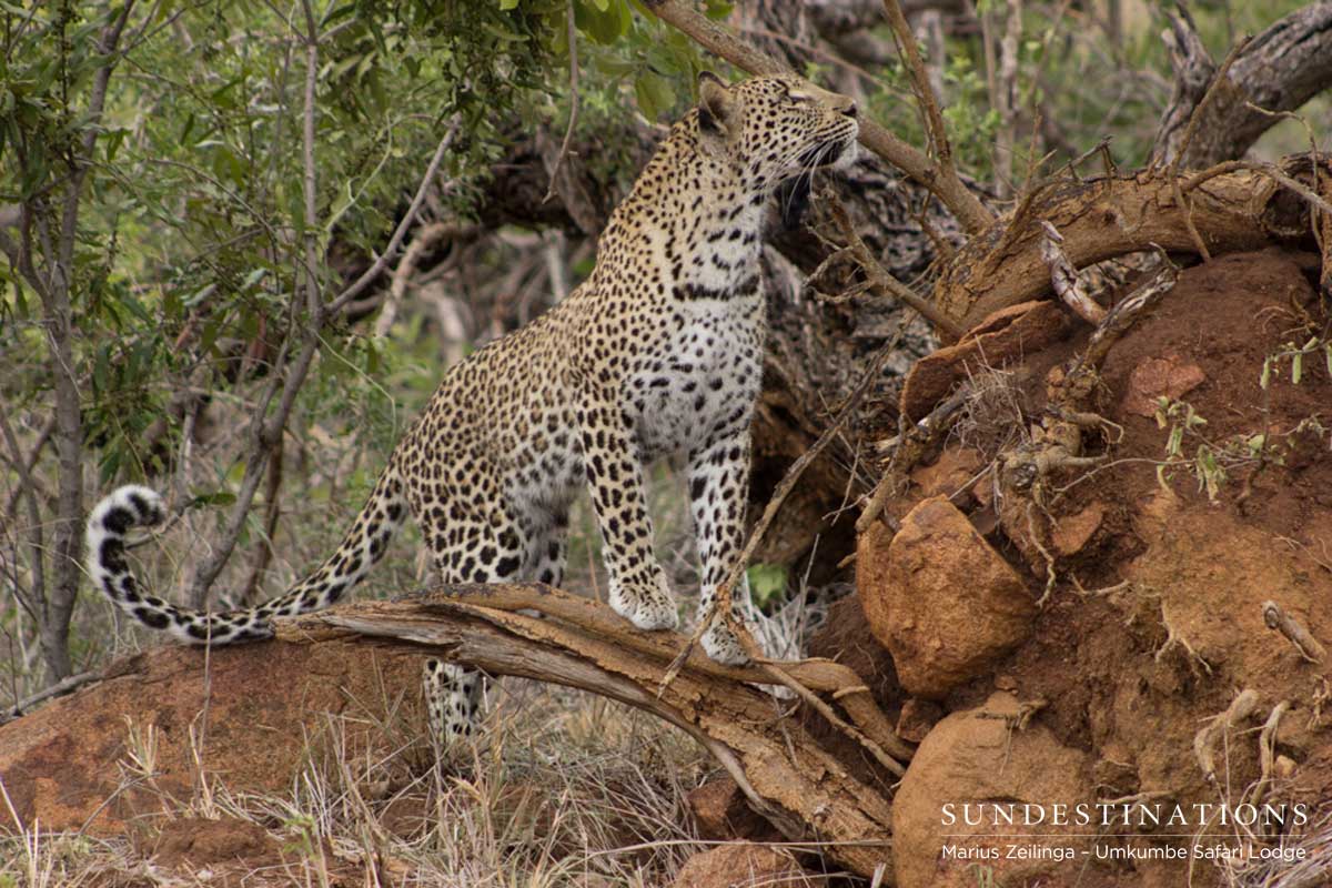 Kigelia Leopard Kigelia Leopard