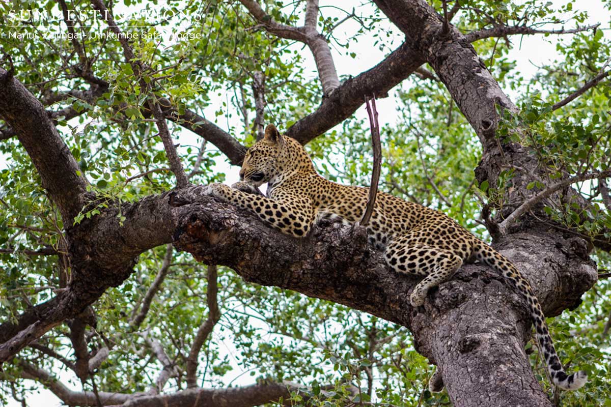Kigelia in Tree Kigelia in Tree