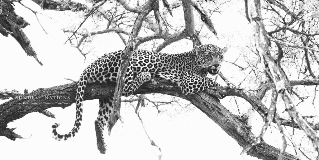 Male leopard relaxing in a tree Male leopard relaxing in a tree