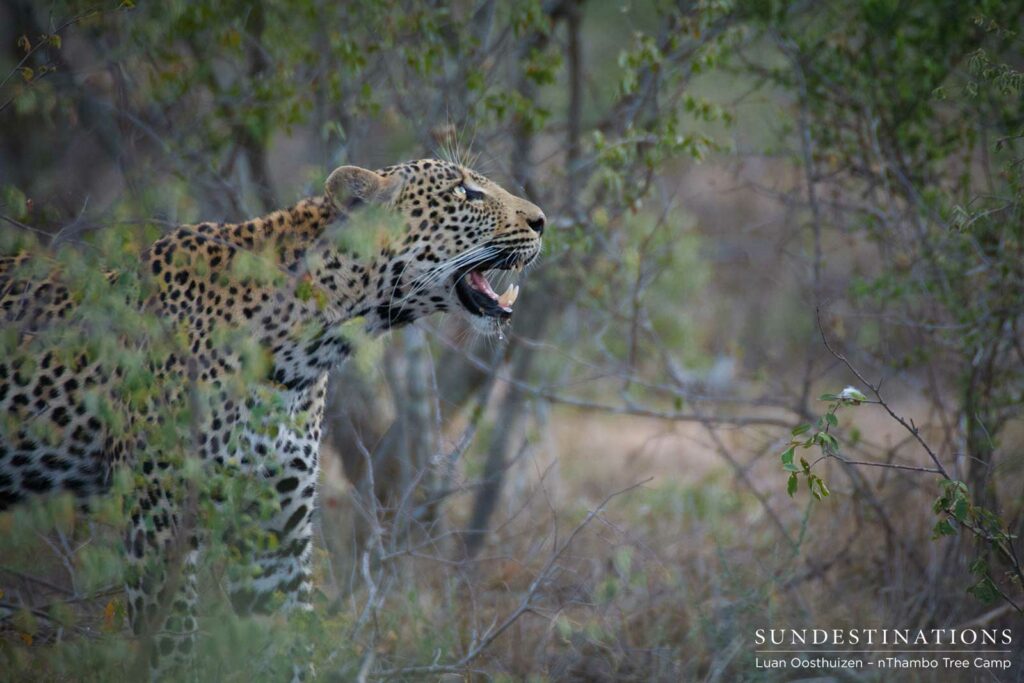 Unknown male leopard looking up at his kill in a tree Unknown male leopard looking up at his kill in a tree
