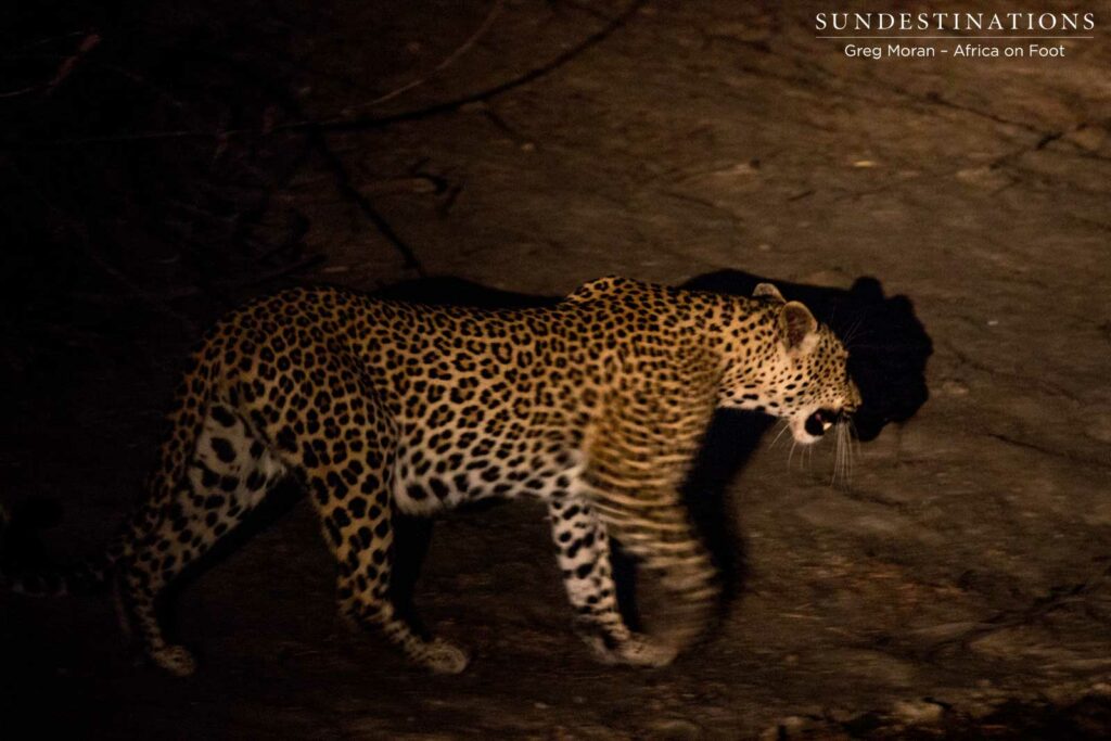 Ross Dam female on the move Ross Dam female on the move