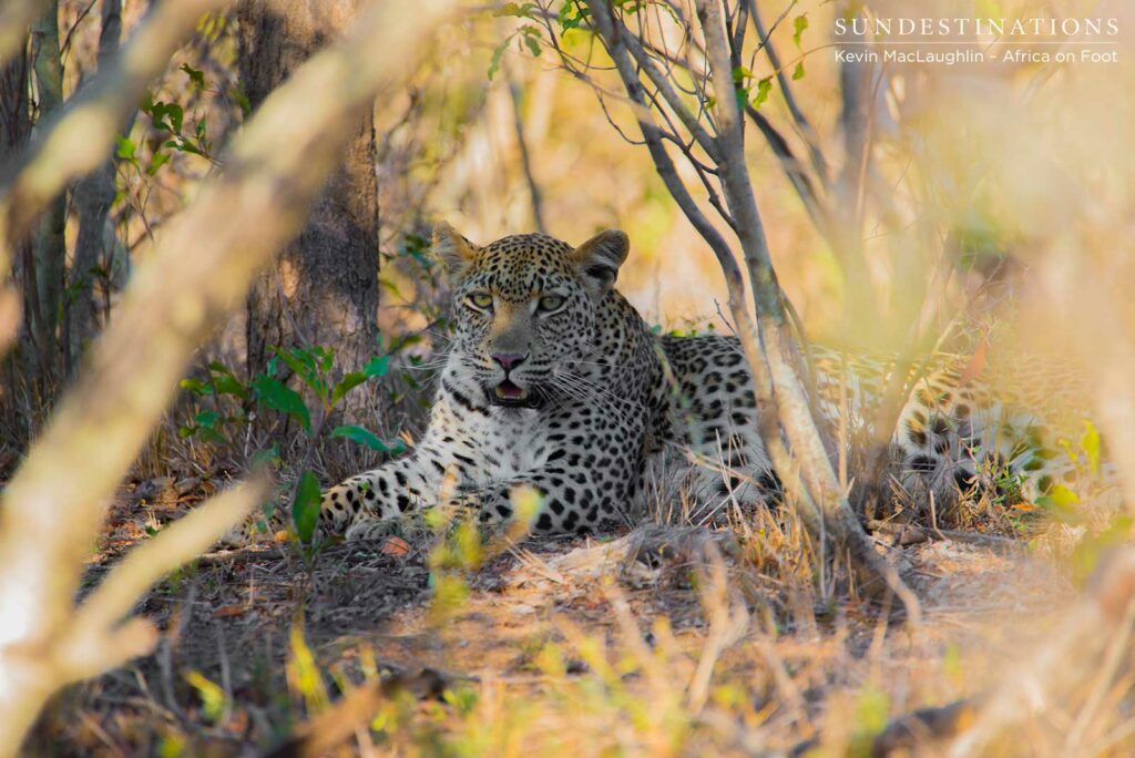 Ross Dam female resting in the shade Ross Dam female resting in the shade