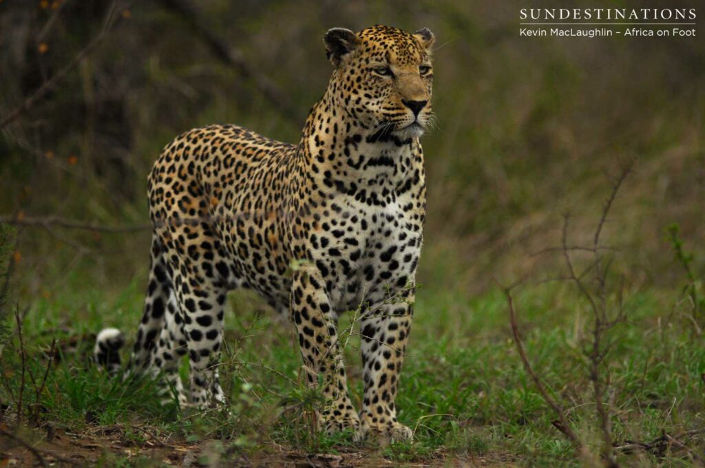 Shaka, male leopard now presumed dead Shaka, male leopard now presumed dead