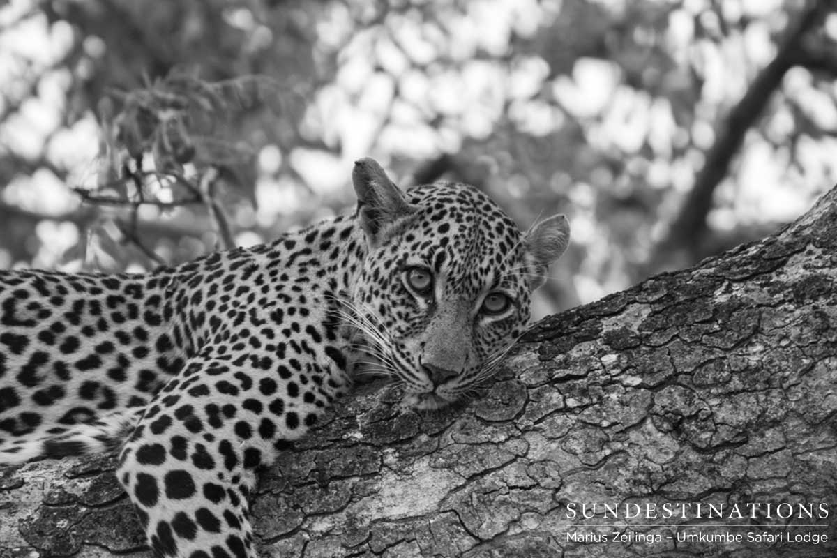 Tatowa Leopardess Tatowa Leopardess