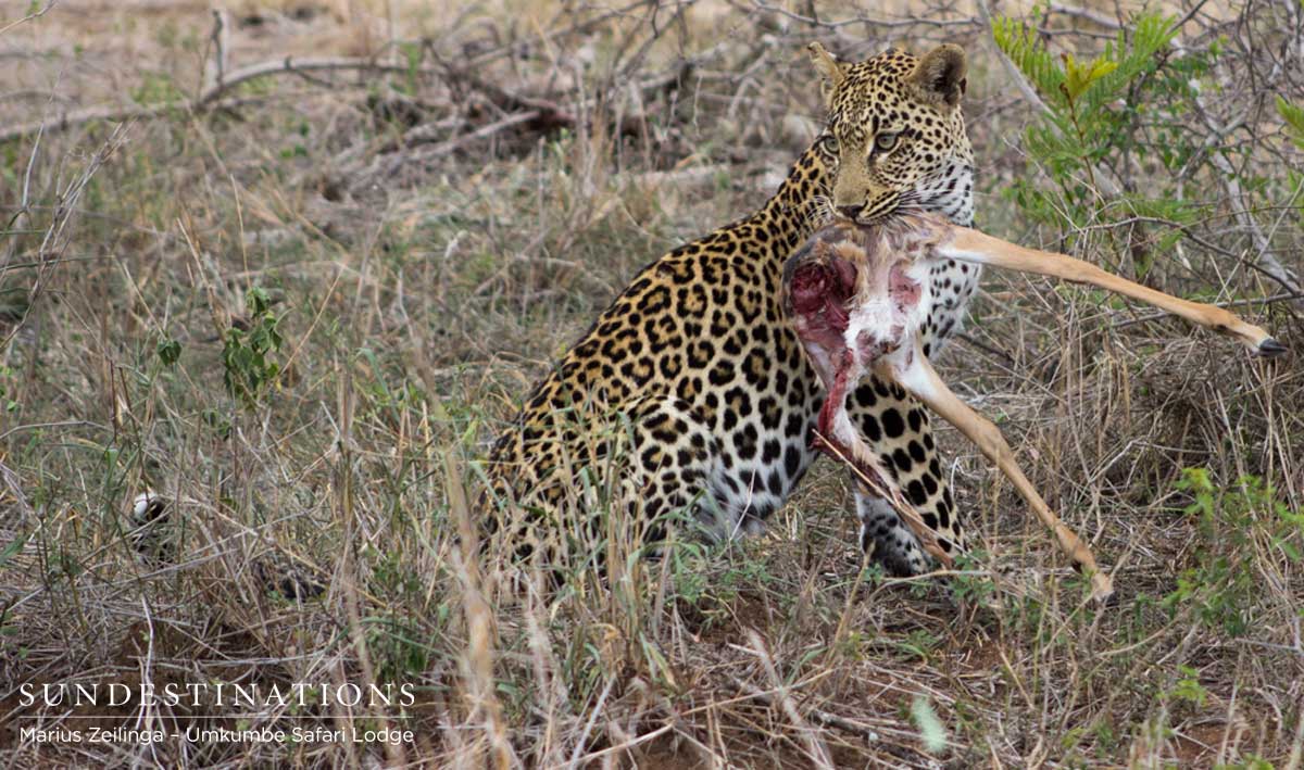 Tatowa - Impala Kill Tatowa - Impala Kill