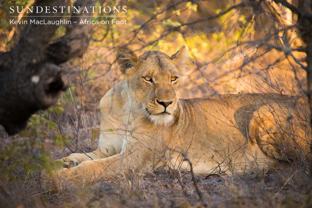 Klaserie Lioness Klaserie Lioness