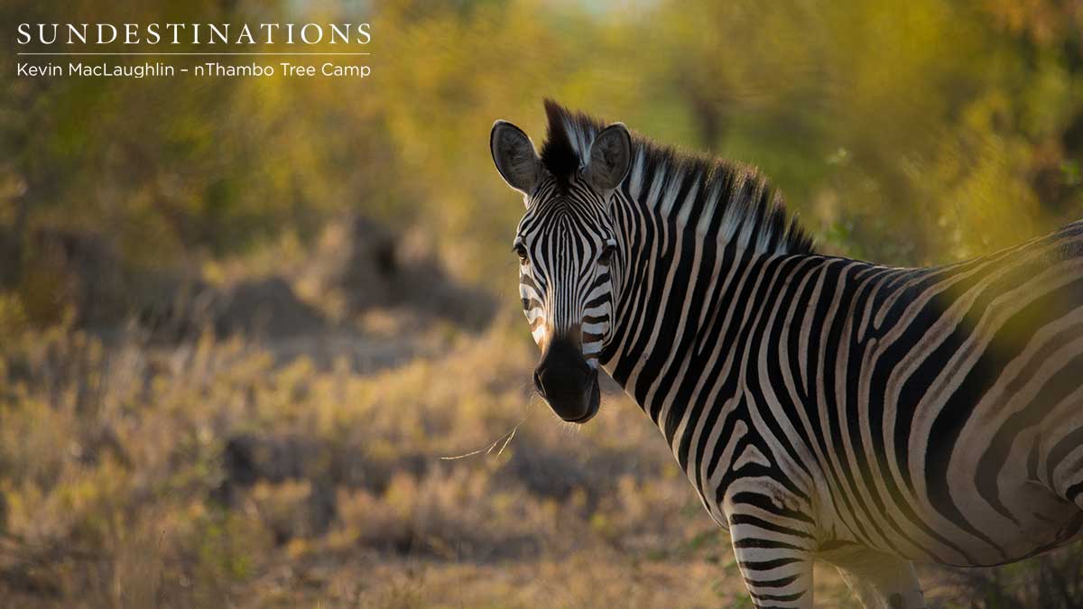 nThambo Zebra nThambo Zebra