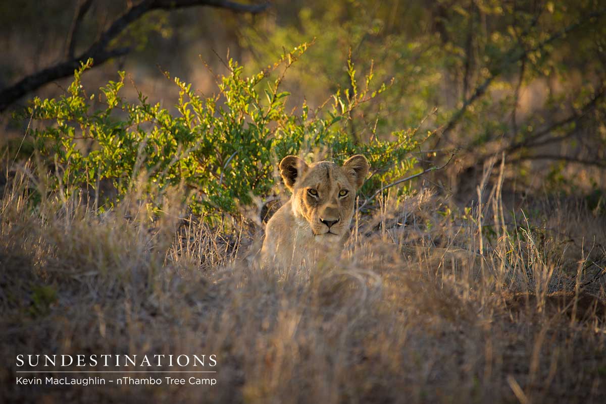 Klaserie lioness Klaserie lioness