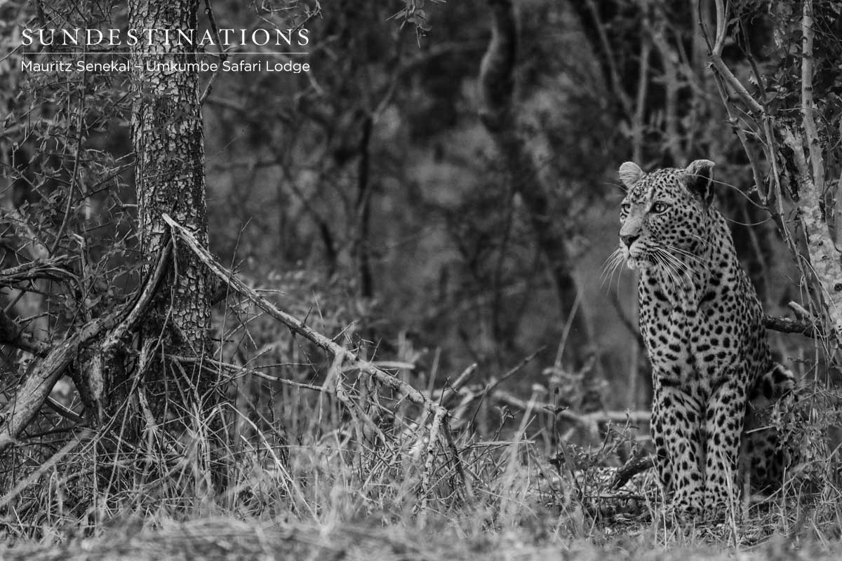 Leopardess White Dam Leopardess White Dam