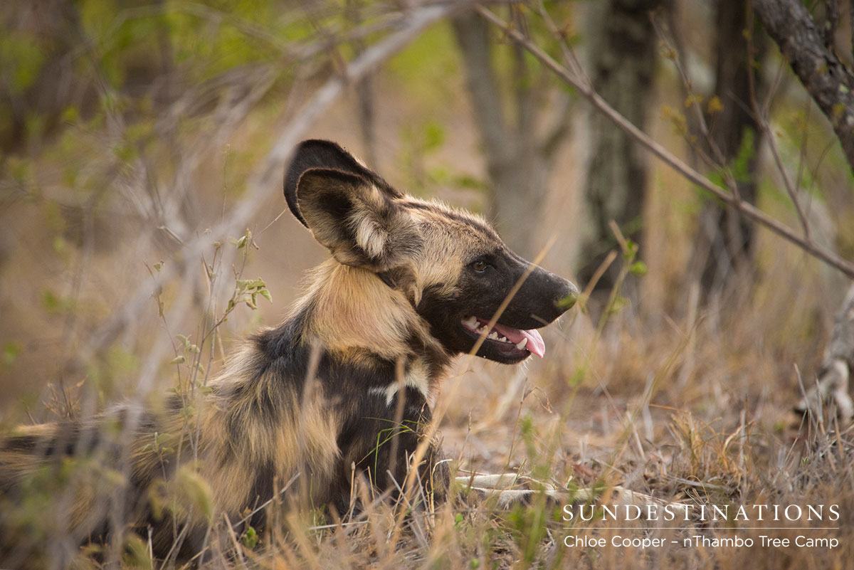 African Wild Dog African Wild Dog