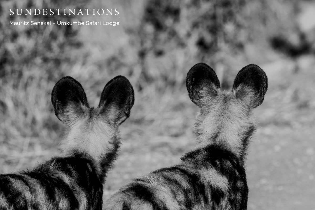 Wild Dogs - Umkumbe Wild Dogs - Umkumbe