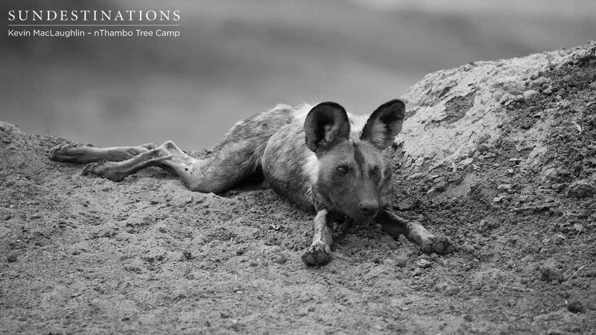 nThambo Wild Dogs nThambo Wild Dogs