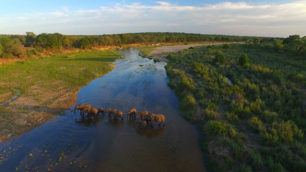 Aerial images of elephants crossing the Sand River Aerial images of elephants crossing the Sand River