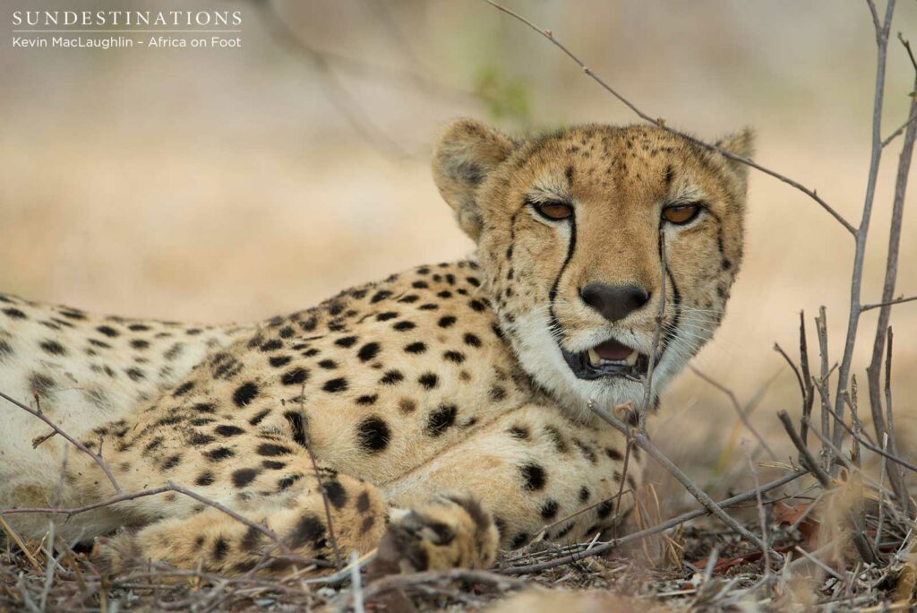 Posing for the cameras Posing for the cameras